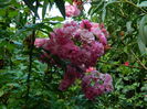 DSCN4527
