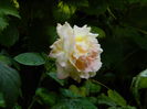 DSCN4548