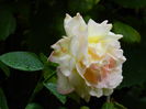 DSCN4550