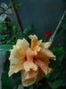 DSCN4555