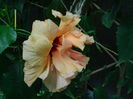 DSCN4558
