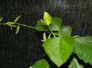 DSCN4561