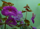 DSCN4571