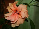DSCN4592
