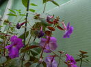 DSCN4607