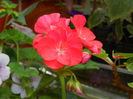DSCN4616