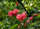 DSCN4647