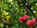 DSCN4648