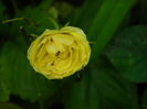 DSCN4653