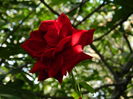 DSCN4654