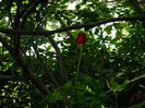 DSCN4656