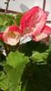 WP_20160806_09_13_34_Pro
