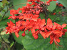 clerodendrum splendens