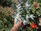 flori de gheata