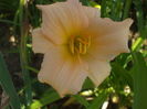 DSCF9174