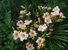 DSCF9186