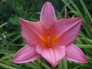 DSCF9195