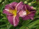 DSCF9262