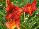 DSCF9264