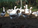 DSCF0013