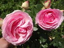 DSCF4780