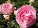 DSCF4779