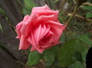 DSCF4785