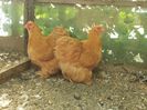 IMG_20160806_170534