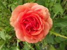 DSCF4790
