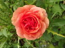 DSCF4789