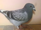 VINDUT