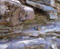 mm_55_05082016_jahnston_canyon