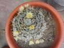 mammillaria duwei