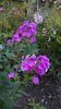 WP_20160804_105