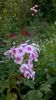 WP_20160804_107