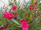 DSCN1242[1]