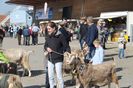 Cu caprele Toggenburg la concurs-uj92