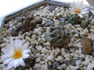 Grup de 6 Turbinicarpus