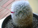 Mammillaria bocasana multilanata