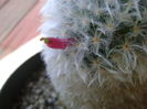 Mammillaria bocasana multilanata