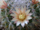 Mammillaria bocasana