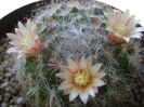 Mammillaria bocasana