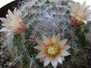 Mammillaria bocasana