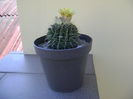 Notocactus mammulosus