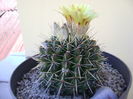 Notocactus mammulosus