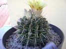 Notocactus mammulosus