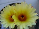 Notocactus mammulosus