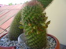 Mammillaria backebergiana, fructe
