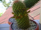 Mammillaria backebergiana