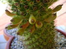 Mammillaria backebergiana